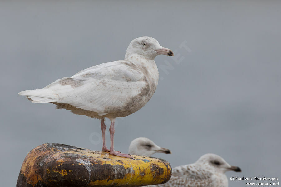 Glaucous Gulladult