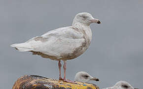 Glaucous Gull