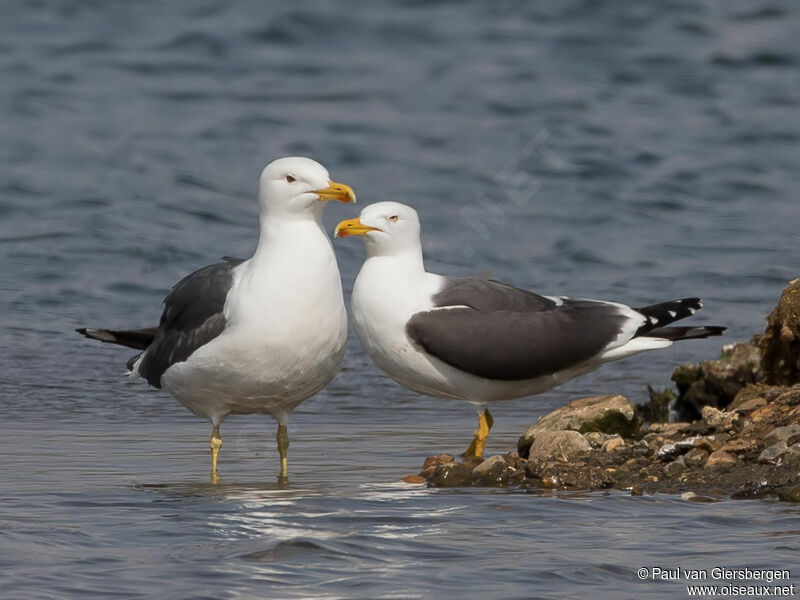 Lesser Black-backed Gulladult