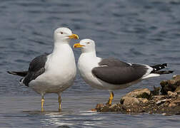 Lesser Black-backed Gull