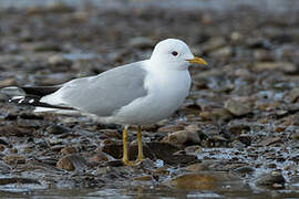 Common Gull