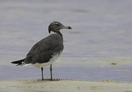 Sooty Gull