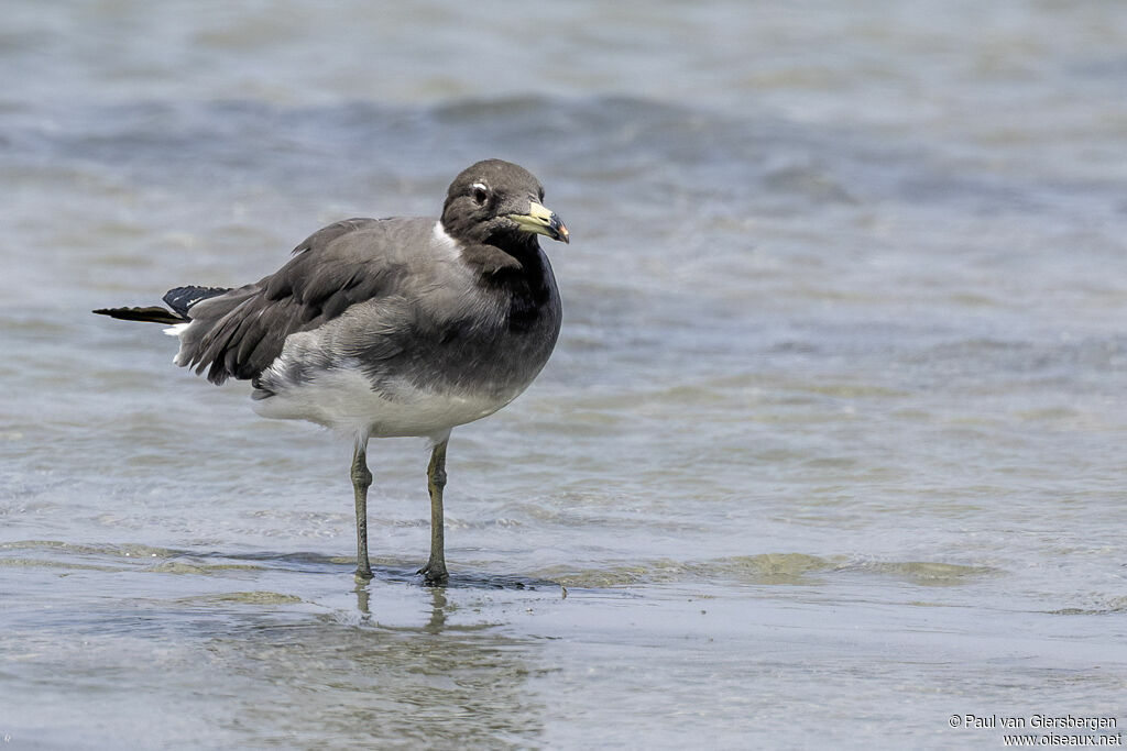 Goéland de Hemprich