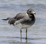 Goéland de Hemprich