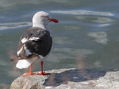 Dolphin Gull