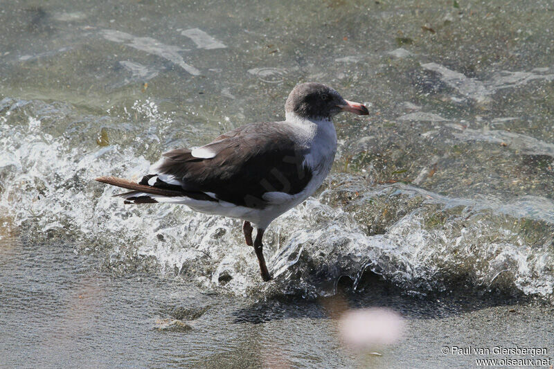 Dolphin Gull