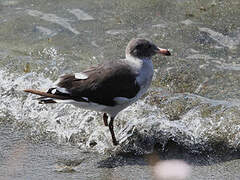 Dolphin Gull