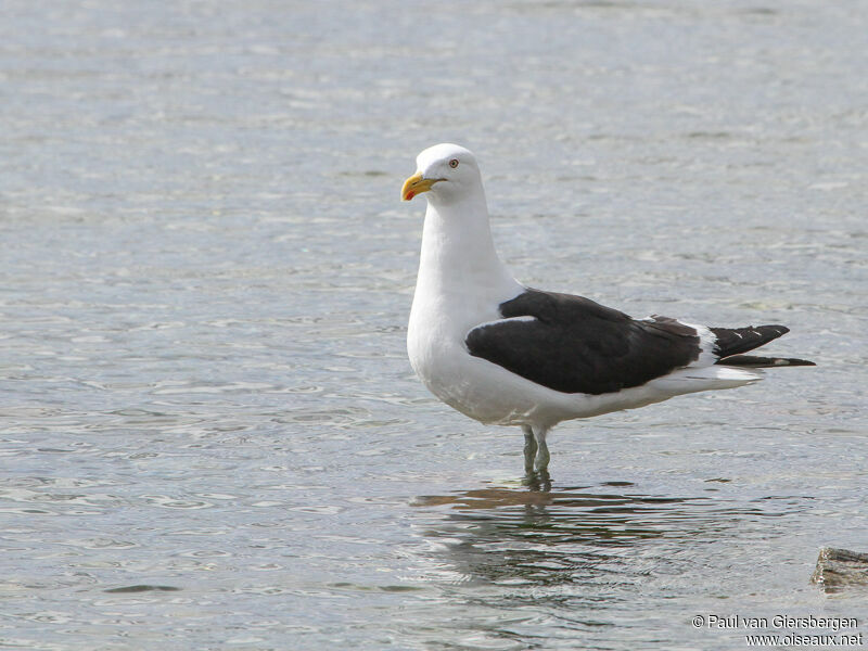 Goéland dominicain