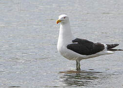 Kelp Gull