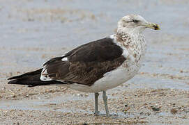 Kelp Gull