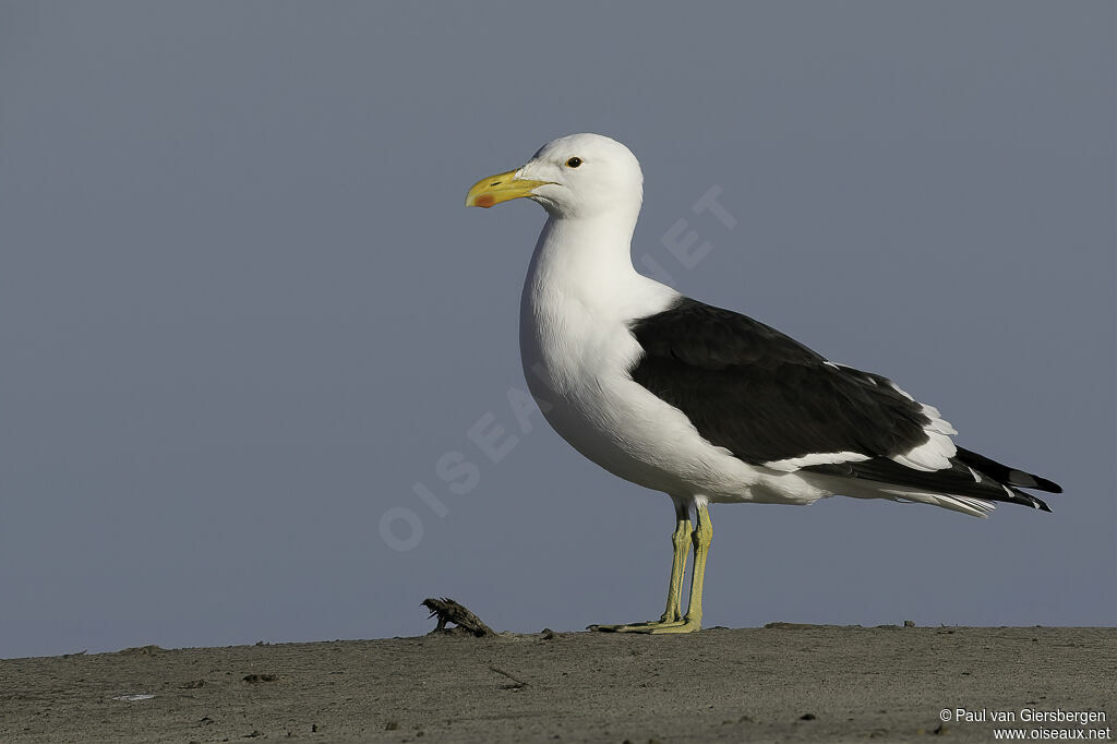 Goéland dominicainadulte