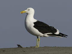 Kelp Gull