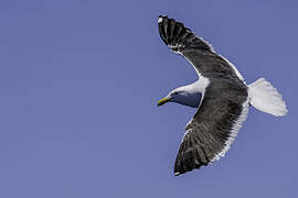 Kelp Gull