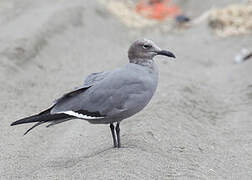 Grey Gull