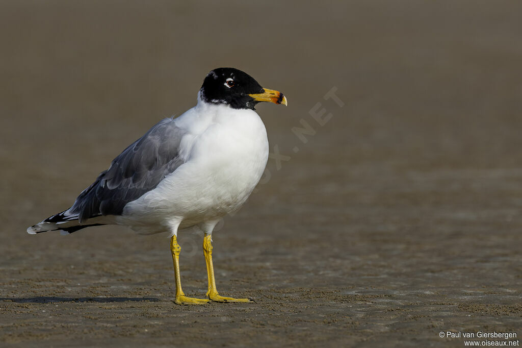 Goéland ichthyaète