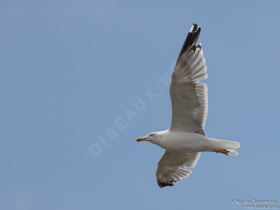 Yellow-legged Gulladult