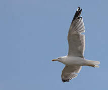 Yellow-legged Gull