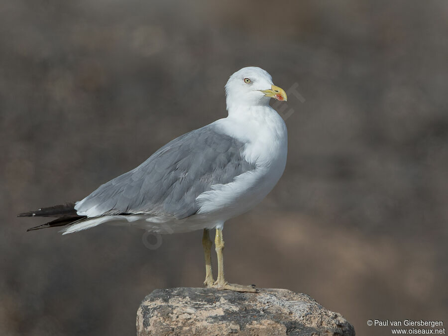 Yellow-legged Gulladult