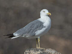 Yellow-legged Gull