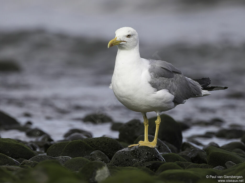 Yellow-legged Gull