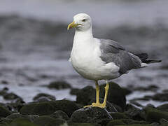 Yellow-legged Gull