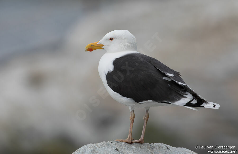 Goéland marinadulte