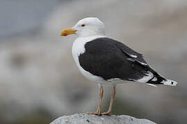 Great Black-backed Gull