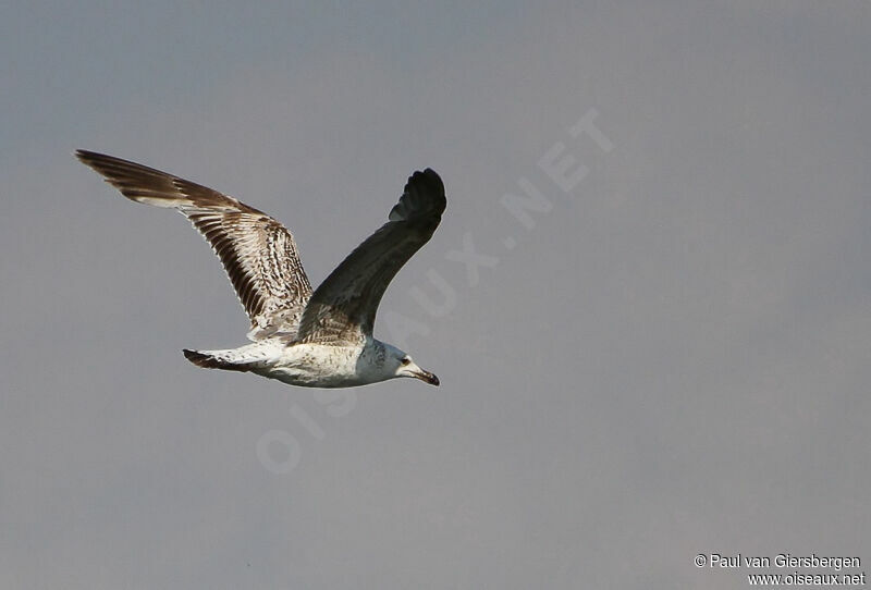 Caspian Gull
