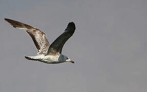 Caspian Gull