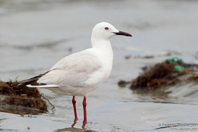 Slender-billed Gulladult