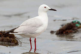 Slender-billed Gull