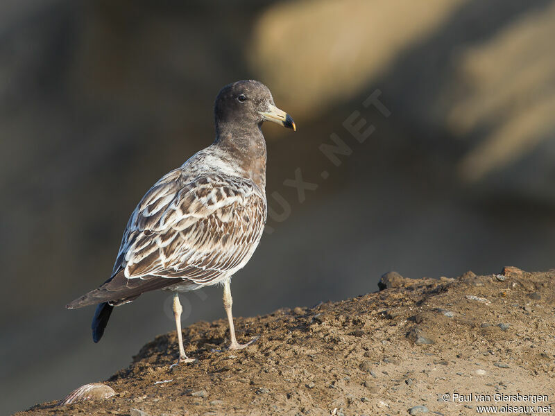 Belcher's Gull