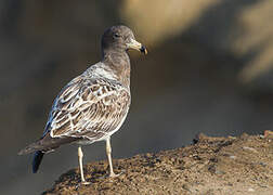 Belcher's Gull