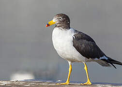 Belcher's Gull