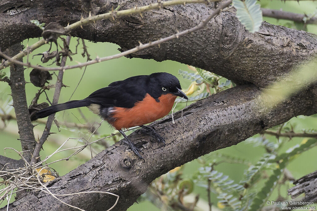 Black-headed Gonolekadult