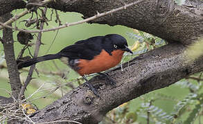 Black-headed Gonolek