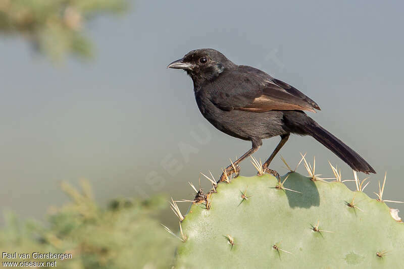 Slate-colored Boubou, identification