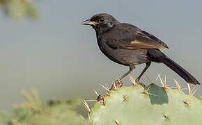 Slate-colored Boubou