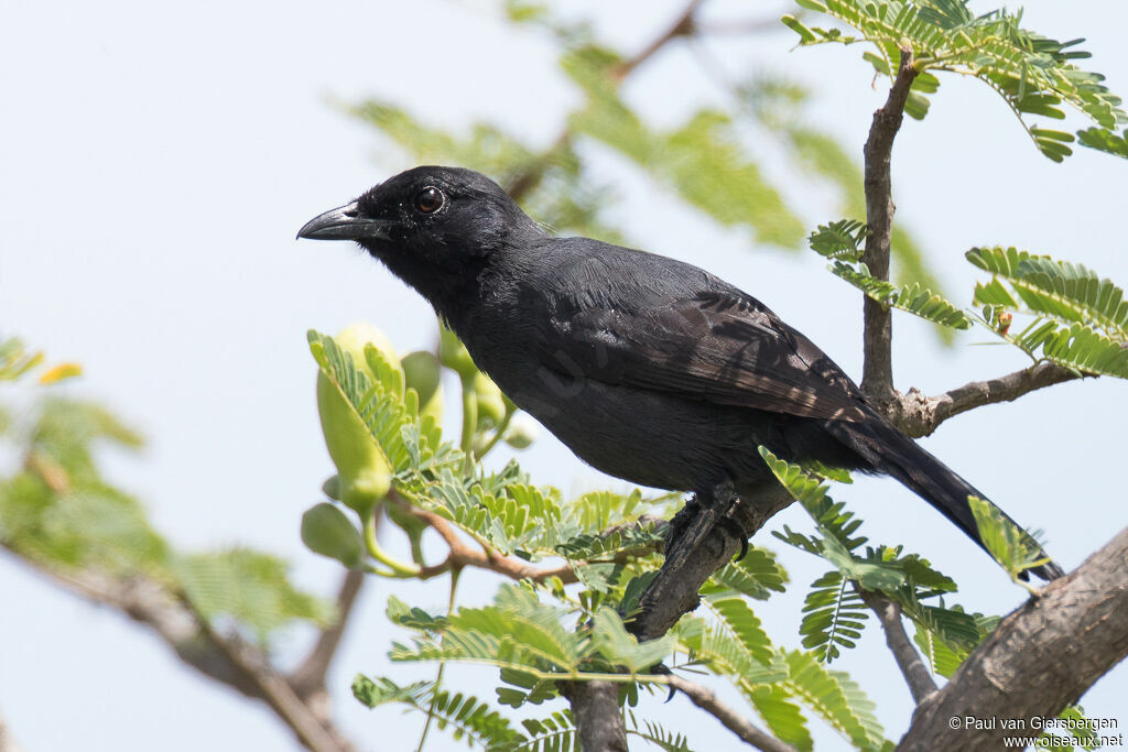 Slate-colored Boubouadult