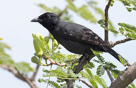 Slate-colored Boubou