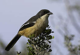 Southern Boubou