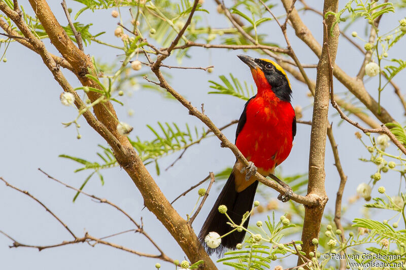 Yellow-crowned Gonolekadult