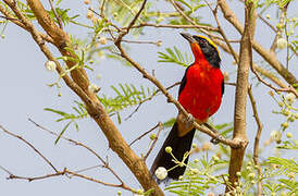 Yellow-crowned Gonolek