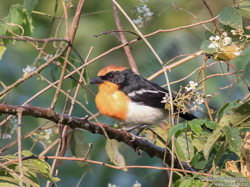 Braun's Bushshrike