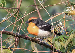 Braun's Bushshrike