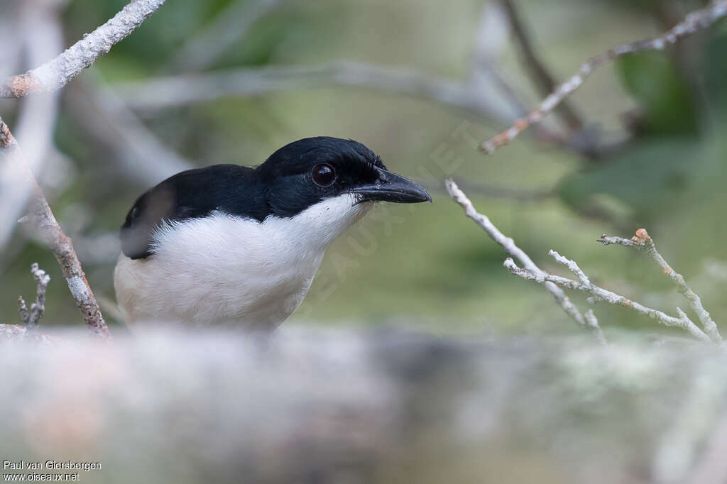 East Coast Boubouadult, close-up portrait