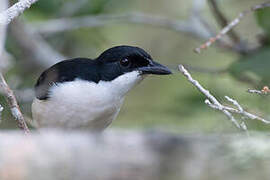 East Coast Boubou