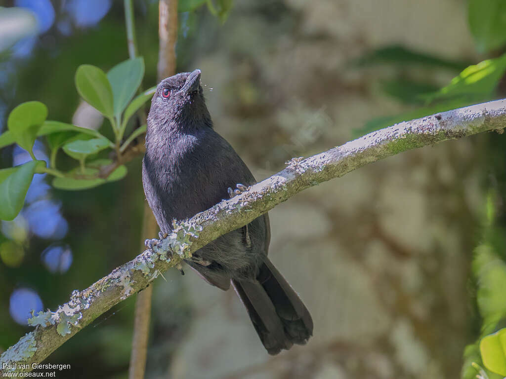 Fülleborn's Boubouadult, identification