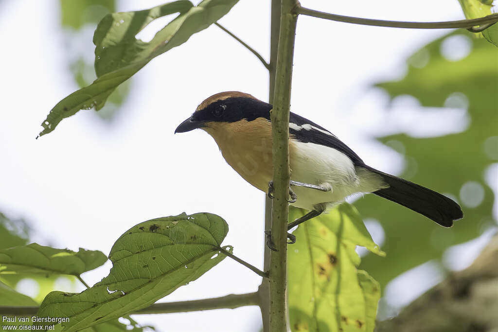 Lühder's Bushshrikeadult, identification