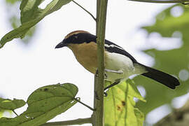 Lühder's Bushshrike